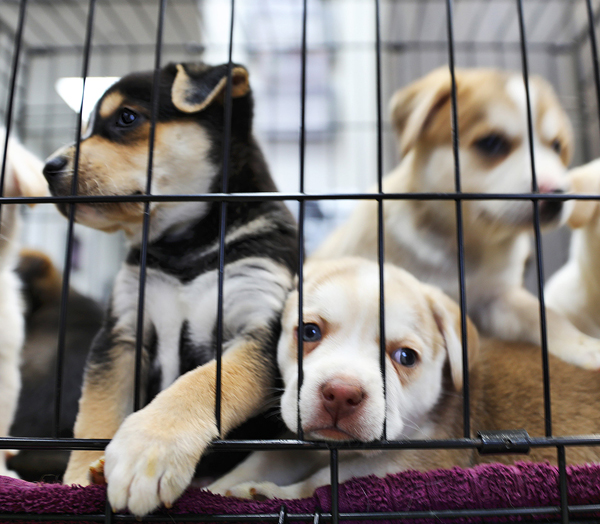 Puppy Mill - Getty Image