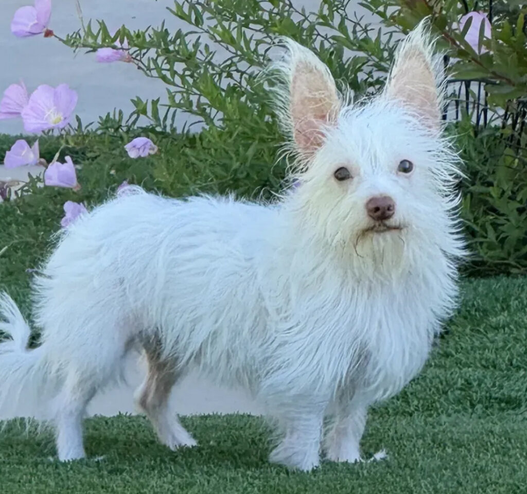 Shelter Hope Pet Shop - Billy Idol