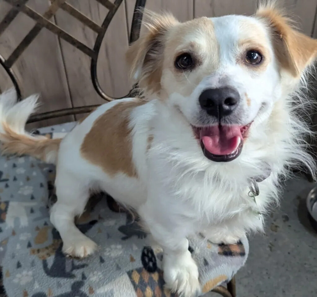 Shelter Hope Pet Shop Spaniel Radcliffe