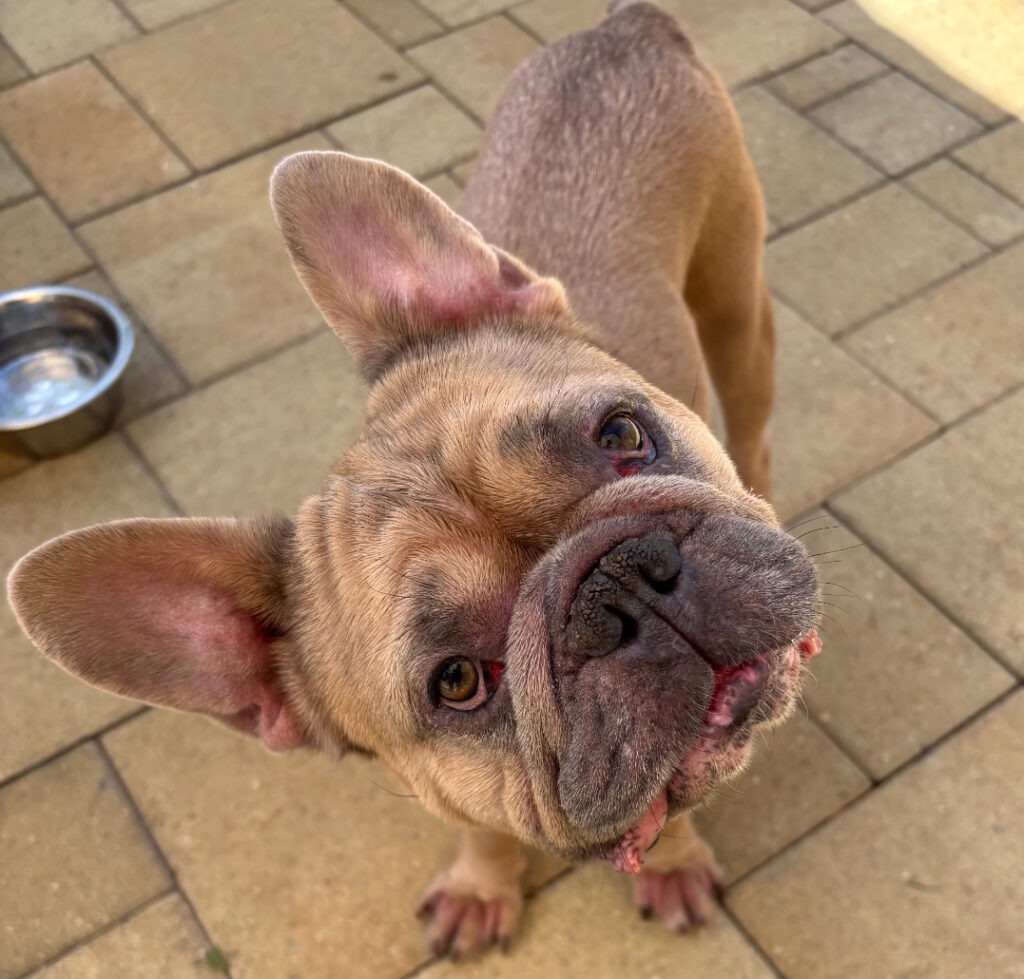 Pee Wee's Fund - Budha