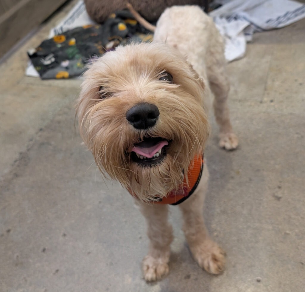 PeeWee's Fund - JackJack