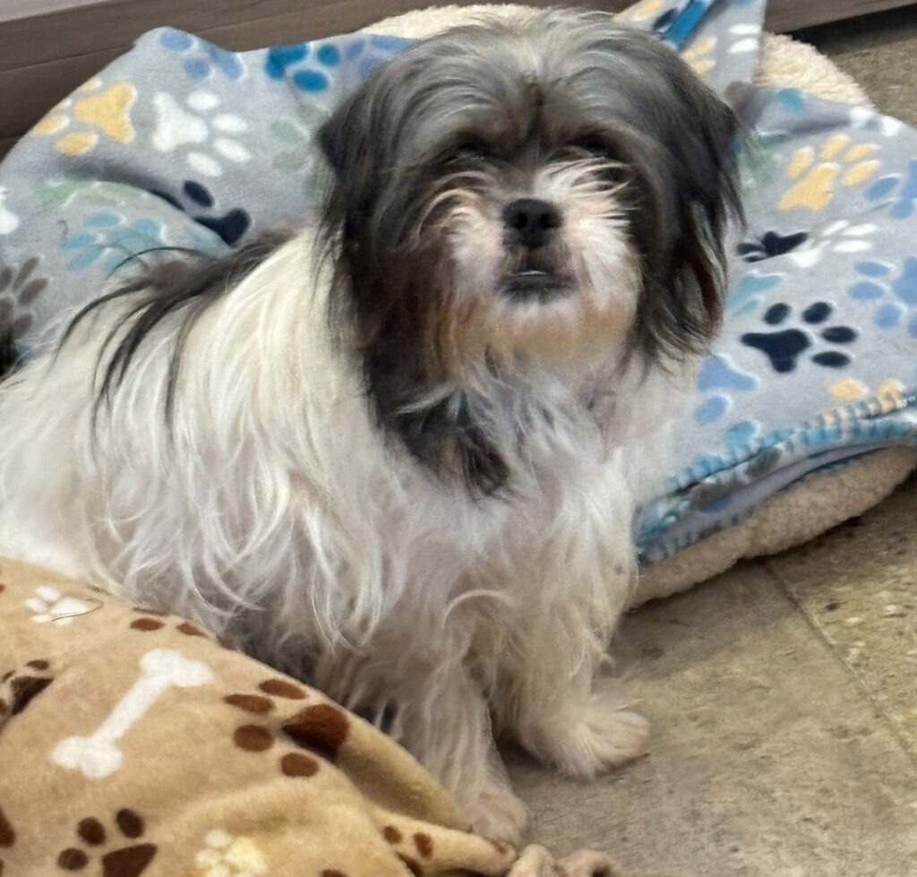 PeeWee's Fund - Sarah Pawson