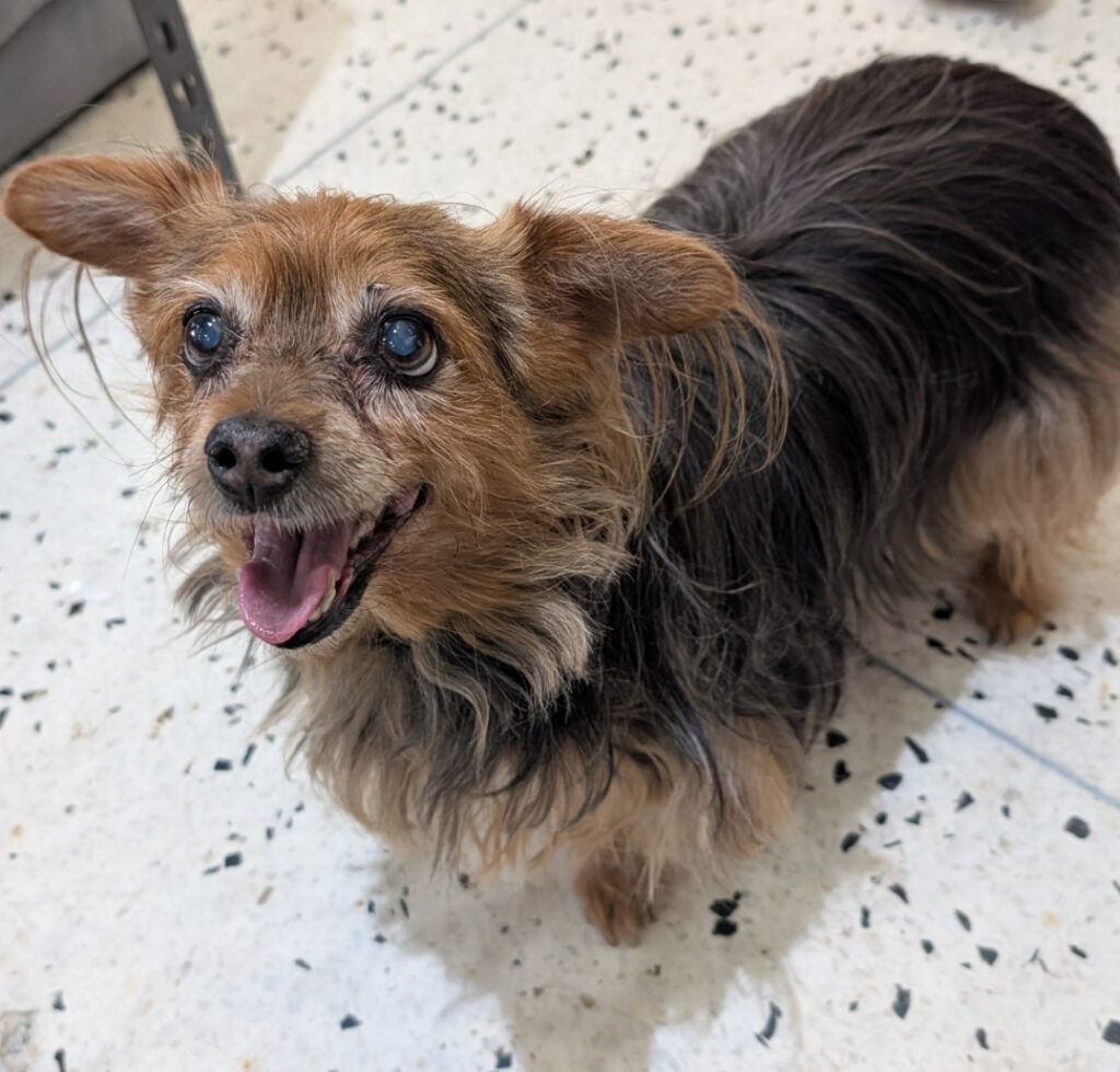 PeeWee Fun - Sophia Pet-rillo